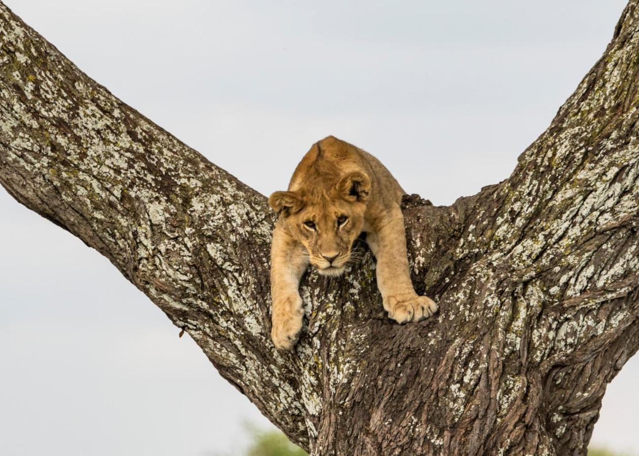 Melia Serengeti Lodge Member Of Melia Collection Zewnętrze zdjęcie