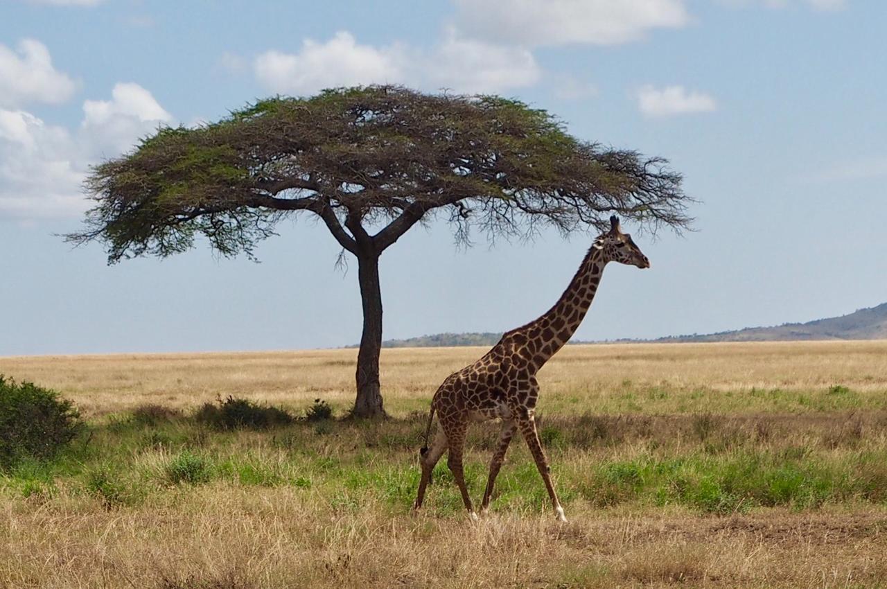 Melia Serengeti Lodge Member Of Melia Collection Zewnętrze zdjęcie